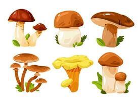 comestible champignons ensemble. dessin animé vecteur illustration.