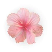 belle fleur d'hibiscus en fleurs rose naturaliste. illustration vectorielle vecteur