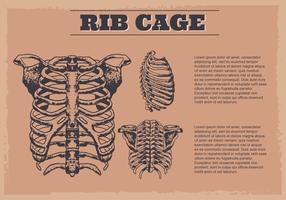 Fond numérique Ribcage vecteur