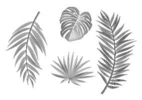 icône de monstera de feuille de palmier réaliste naturel avec demi-teinte. illustration vectorielle eps10 vecteur