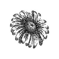 camomille Marguerite fleur esquisser main tiré vecteur