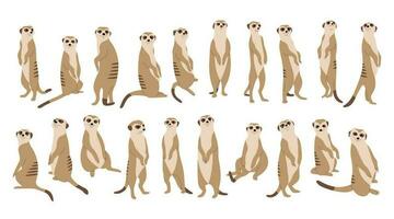 suricate collection mignonne vecteur