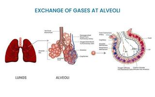 dans alvéoles oxygène et carbone dioxyde échange se produit, il est vital pour efficace respiration vecteur