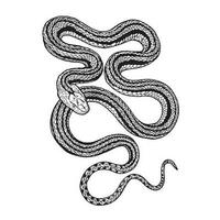 tatouage serpent. traditionnel noir point style encrer. isolé vecteur illustration. serpent silhouette illustration. noir serpent.