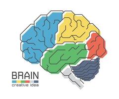 anatomie du cerveau avec un design de couleur plate et un trait de contour. lobe frontal pariétal temporal occipital cervelet et tronc cérébral . concept d'idée créative. vecteur