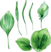 Plantago feuillus médicinal plante aquarelle illustration isolé sur blanc Contexte. banane plantain, vert feuilles, utile herbe, psyllium main dessiné. conception pour étiqueter, emballer, carte postale vecteur