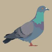 Pigeon plat illustration vecteur