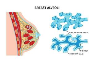 Sein alvéoles anatomie composition vecteur