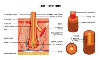cheveux structure réaliste composition vecteur