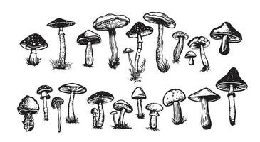 champignons ensemble main tiré illustrations, vecteur. vecteur