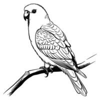 perruche silhouette, perruche mascotte logo, perruche noir et blanc animal symbole conception, oiseau icône. vecteur