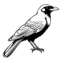 corbeaux silhouette, corbeaux mascotte logo, corbeaux noir et blanc animal symbole conception, oiseau icône. vecteur