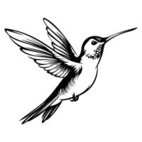 colibri silhouette, colibris mascotte logo, colibris noir et blanc animal symbole conception, oiseau icône. vecteur