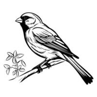 pinsons silhouette, pinsons mascotte logo, pinsons noir et blanc animal symbole conception, oiseau icône. vecteur