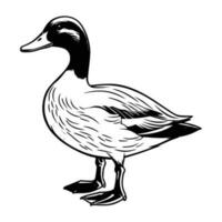 colvert silhouette, colvert mascotte logo, colvert noir et blanc animal symbole conception, oiseau icône. vecteur