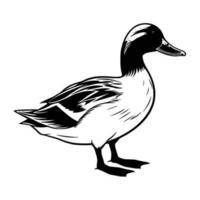 colvert silhouette, colvert mascotte logo, colvert noir et blanc animal symbole conception, oiseau icône. vecteur