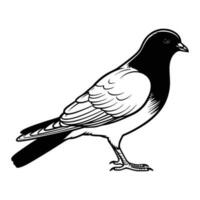 pigeons silhouette, pigeons mascotte logo, pigeons noir et blanc animal symbole conception, oiseau icône. vecteur