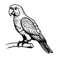 perroquets silhouette, perroquets mascotte logo, perroquets noir et blanc animal symbole conception, oiseau icône. vecteur