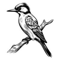 les pics silhouette, les pics mascotte logo, les pics noir et blanc animal symbole conception, oiseau icône. vecteur