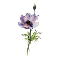 violet anémone fleur avec vert feuilles vecteur aquarelle botanique illustration pour romantique dessins