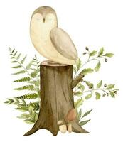 hibou avec les plantes et souche dans une forêt. main tiré aquarelle illustration de oiseau pour bébé douche sur blanc isolé Contexte. des bois mignonne animal pour puéril salutation cartes ou invitations vecteur