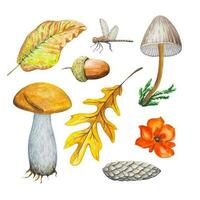 forêt ensemble avec aquarelle champignons, feuilles, gland vecteur