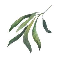 olive branche. aquarelle illustration vecteur