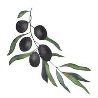olive branche. aquarelle illustration vecteur