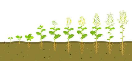 croissance cycle de colza dans sol. phases de développement de racine système de les plantes. vecteur illustration de croissance semis