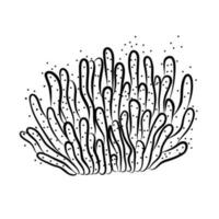 corail vecteur illustration dans griffonnage style