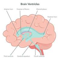 Humain cerveau ventricules anatomie vecteur illustration diagramme