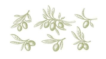 olive vert tiré ensemble biologique vierge huile, brut nourriture vecteur