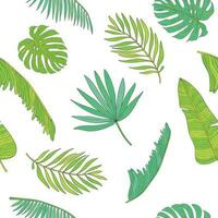 tropical palmier, monstère, chamaedorea feuilles sans couture modèle Contexte vecteur