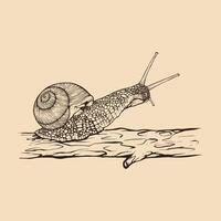 escargot sur arbre main dessiné. ancien ligne gravure style. vecteur illustration