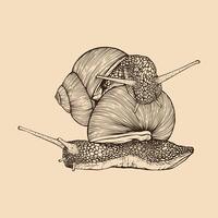 escargot couple main dessiné. ancien ligne gravure style. vecteur illustration