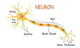 neurone anatomie de Humain cellule ligne art vecteur et illustration conception. neurone anatomie et Humain cellule ligne art conception et Créatif enfants.