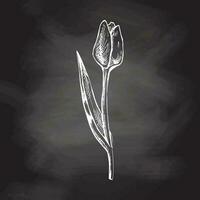 vecteur dessiné à la main fleur illustration. détaillé rétro style tulipe esquisser sur tableau noir Contexte. ancien esquisser élément. retour à école.