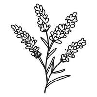 printemps lavande branche icône, botanique éléments. rustique herbes. vecteur