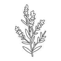 printemps lavande branche icône, botanique éléments. rustique herbes. vecteur