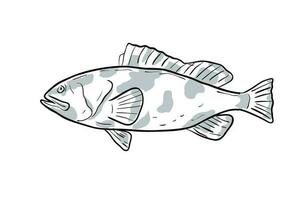 rouge groupeur poisson golfe de Mexique dessin animé dessin vecteur