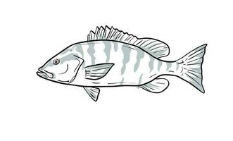 gris vivaneau poisson golfe de Mexique dessin animé dessin vecteur