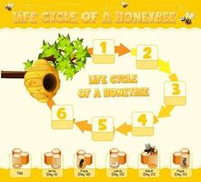 diagramme montrant le cycle de vie de l'abeille domestique vecteur