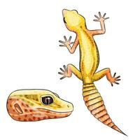 vecteur illustration de un Eblépharis léopard gecko eau de pluie albinos