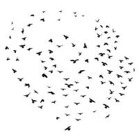 esquisser dessin de une silhouette de une troupeau de des oiseaux en volant avant, se cramponner ensemble. décoller, en volant, vol, battement, flotter, planant, atterrissage vecteur