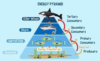 diagramme montrant la pyramide de l'énergie arctique pour l'éducation vecteur
