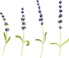 ensemble de violet lavande fleur éléments vecteur