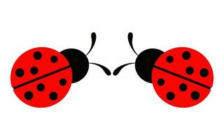 coccinelle drôle de dessin animé isolé sur fond blanc vecteur