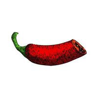 paprika le Chili poivre esquisser main tiré vecteur