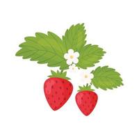 branche de fraise en fleurs. illustration vectorielle. vecteur