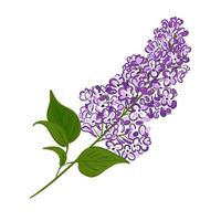 branche pourpre en fleurs de lilas. Vector illustration d'une plante dessinée à la main sur un fond blanc isolé